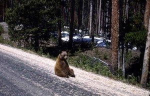 beren-op-de-weg